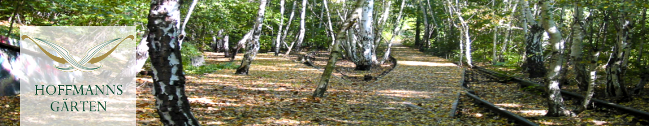 Birkenpfade im Naturpark Südgelände