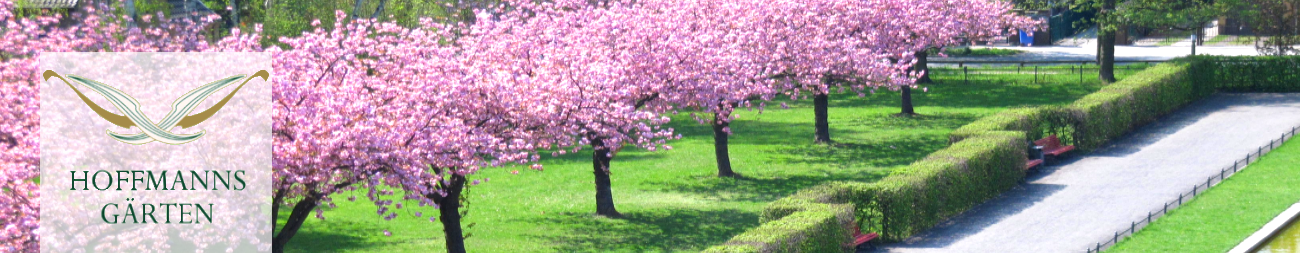 Kirschblüte im  Lilienthalpark 